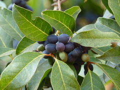 Olea dioica
