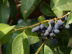 Olea dioica