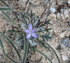 Langloisia setosissima setosissima