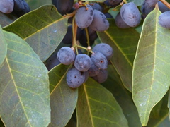 Olea dioica