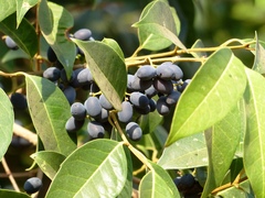 Olea dioica
