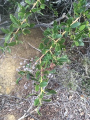 Ceanothus spinosus