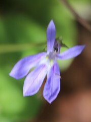 Lobelia arnhemiaca