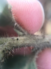 Arctostaphylos crustacea