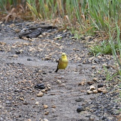 Emberiza citrinella caliginosa