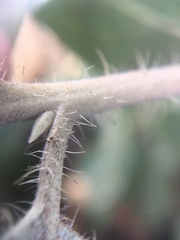 Arctostaphylos crustacea