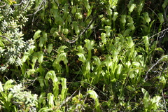 Pterostylis australis