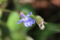 Lobelia arnhemiaca