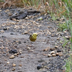 Emberiza citrinella caliginosa