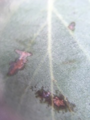 Arctostaphylos crustacea