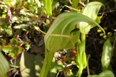 Pterostylis australis