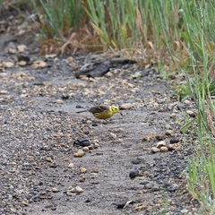 Emberiza citrinella caliginosa