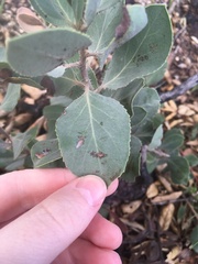 Arctostaphylos crustacea
