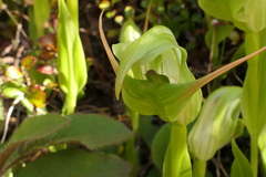 Pterostylis australis