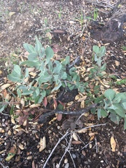 Arctostaphylos crustacea