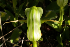 Pterostylis australis