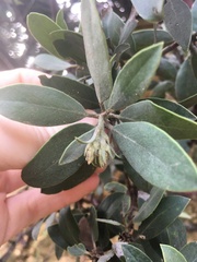 Arctostaphylos glandulosa
