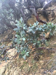 Arctostaphylos glandulosa