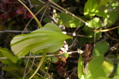Pterostylis australis