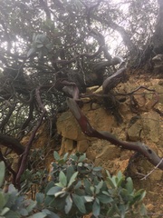 Arctostaphylos glandulosa