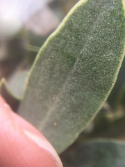Arctostaphylos glandulosa