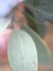 Arctostaphylos glandulosa