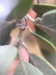 Arctostaphylos glandulosa