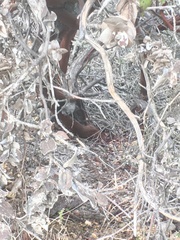 Arctostaphylos refugioensis