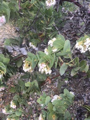 Arctostaphylos refugioensis