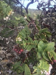 Arctostaphylos refugioensis
