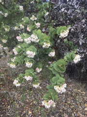 Arctostaphylos refugioensis