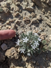 Langloisia setosissima setosissima