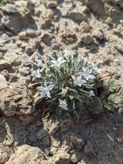 Langloisia setosissima setosissima