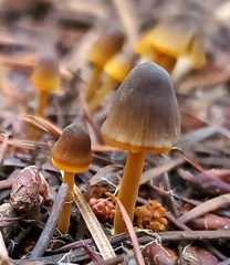 Mycena aurantiomarginata