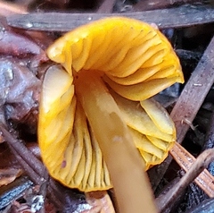 Mycena aurantiomarginata