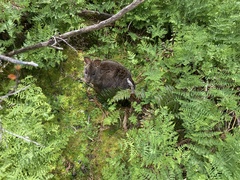 Thylogale billardierii