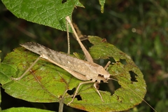 Mecopoda