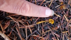 Mycena aurantiomarginata