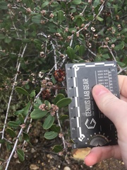 Ceanothus megacarpus