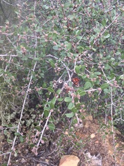 Ceanothus megacarpus