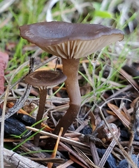 Pseudoclitocybe