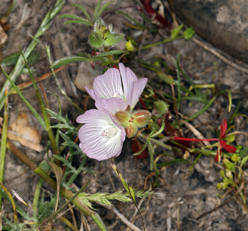 iNaturalist observation photo of Hairy Checkerbloom