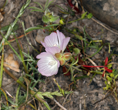 Sidalcea hirsuta