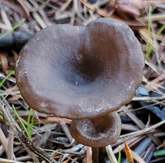 Pseudoclitocybe
