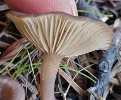 Pseudoclitocybe