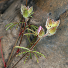 Sidalcea hirsuta
