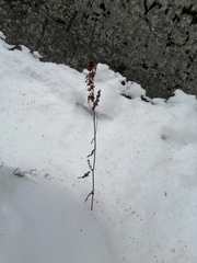 Rumex pseudonatronatus