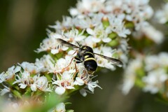 Leucopsina odyneroides