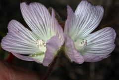 Sidalcea hirsuta