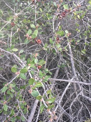 Ceanothus megacarpus